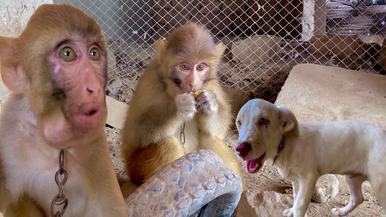 Fyuh Monkey ka kaam andaaz apple khane ka andaaz - YouTube