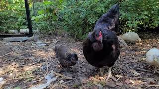 Hen & Chicks Eating Peanuts