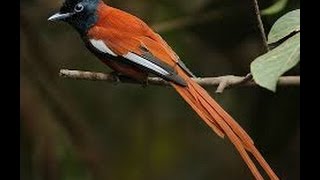 Paradise Flycatcher on Birding Planet
A chestnut coloured bird with striking blue eye-rings and a blue bill.
The Africa Paradise Flycatcher Filmed for http://birdingplanet.com
Produced by Rory Wilson for Birding Planet
(in association with Red King Films ( http://redkingfilms.com) and Enjoy Life (http://enjoylife.co.za ) Paradise Flycatcher on Birding Planet