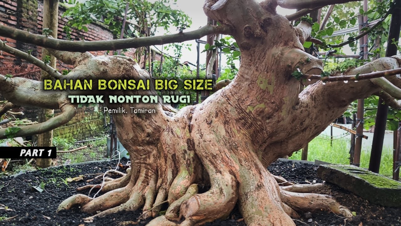 Part 1  Inspirasi Bahan Bonsai Jumbo Super Istimewa
