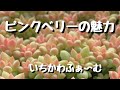 【ピンクベリー】