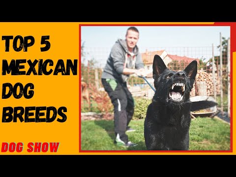 Video: Cinci rase mari de câini din America Latină