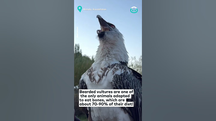 Bearded Vulture Swallows a Bone! || ViralHog