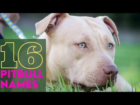 Video: Epsom druska šunims