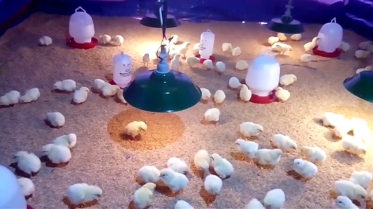 Beternak ayam pedaging untuk pemula 
