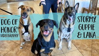 3 Adorable Dogs Walk Down The Aisle In Their Humans' Arizona Wedding! | FairyTail Pet Care