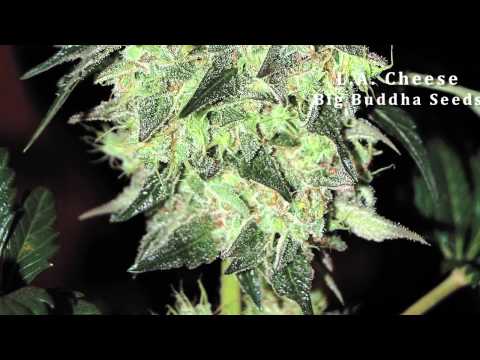 Top 10 Strains of 2012 -- December Issue Preview