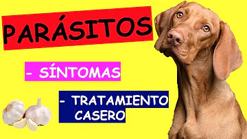 ¿Aparecen los parásitos en los perros en los análisis de sangre?