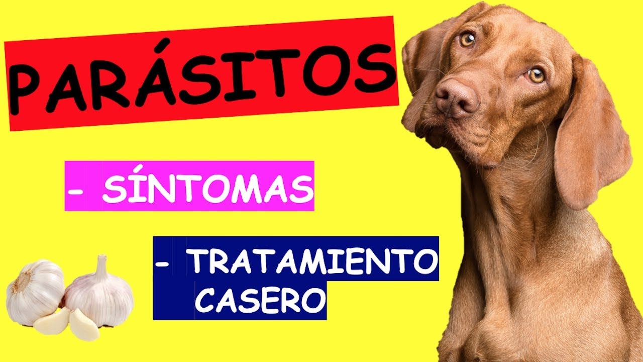 Vinagre en perros