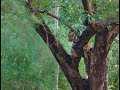 Can Tigers climb on tree? |Agarzari Tadoba|