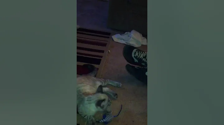 Video 2084541: lynx point siamese, lynx playing, kitty playing fetch, kitty toy