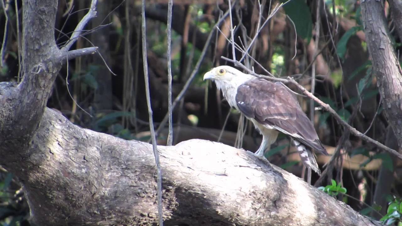 Yellow caracara & prey, Tahuayo river, Peruvian Amazon 2013