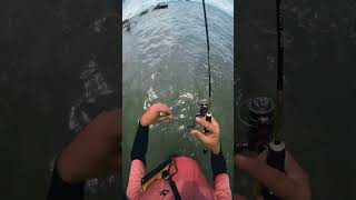 baby needlefish #microfishing #mifine #bearking