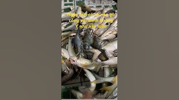 Tôm càng cá tráp cá chét bóng đục cá chẻm ….. đủ đủ…