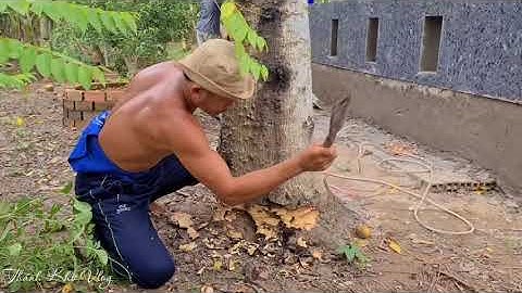 Chủ nhà tiếc hùi hụi khi Vua Khi cưa mất cây cóc đầy trái