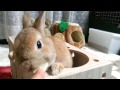 うさぎのモキュ様、木のボックスで遊ぶよ！