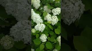Цветущая Гортензия И Хоста  #Цветы #Дача #Хоста #Гортензия #Garden #Flower #Flowering #Gardening