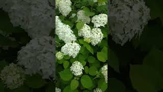 Цветущая гортензия и хоста  #цветы #дача #хоста #гортензия #garden #flower #flowering #gardening