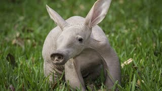Aardvark - Animal of the Week YouTube Videos