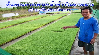 "ขั้นตอนการเพาะต้นกล้าข้าว"ในถาดเพาะ สำหรับรถดำนา