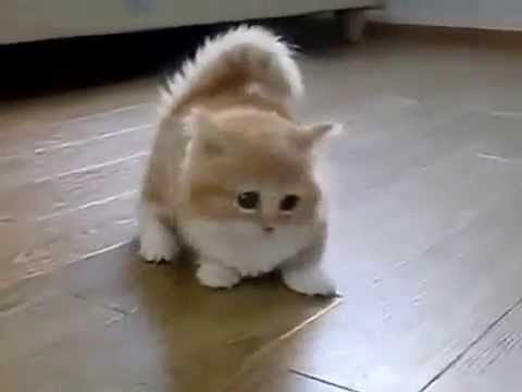 Котёнок по имени Гав. Милый и забавный )