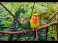Рассказ про попугаев неразлучников, содержание