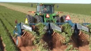 Peanut digger in action