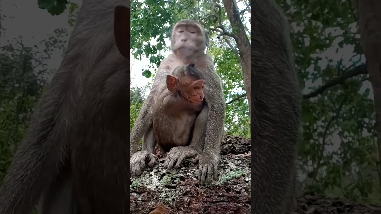 Sami Bring Her Cub  on literite stone