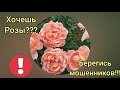 Осторожно  мошенники!!! 🚨🚨🚨Когда закончится обман розоводов? 😳😳и как не попасть на удочку???