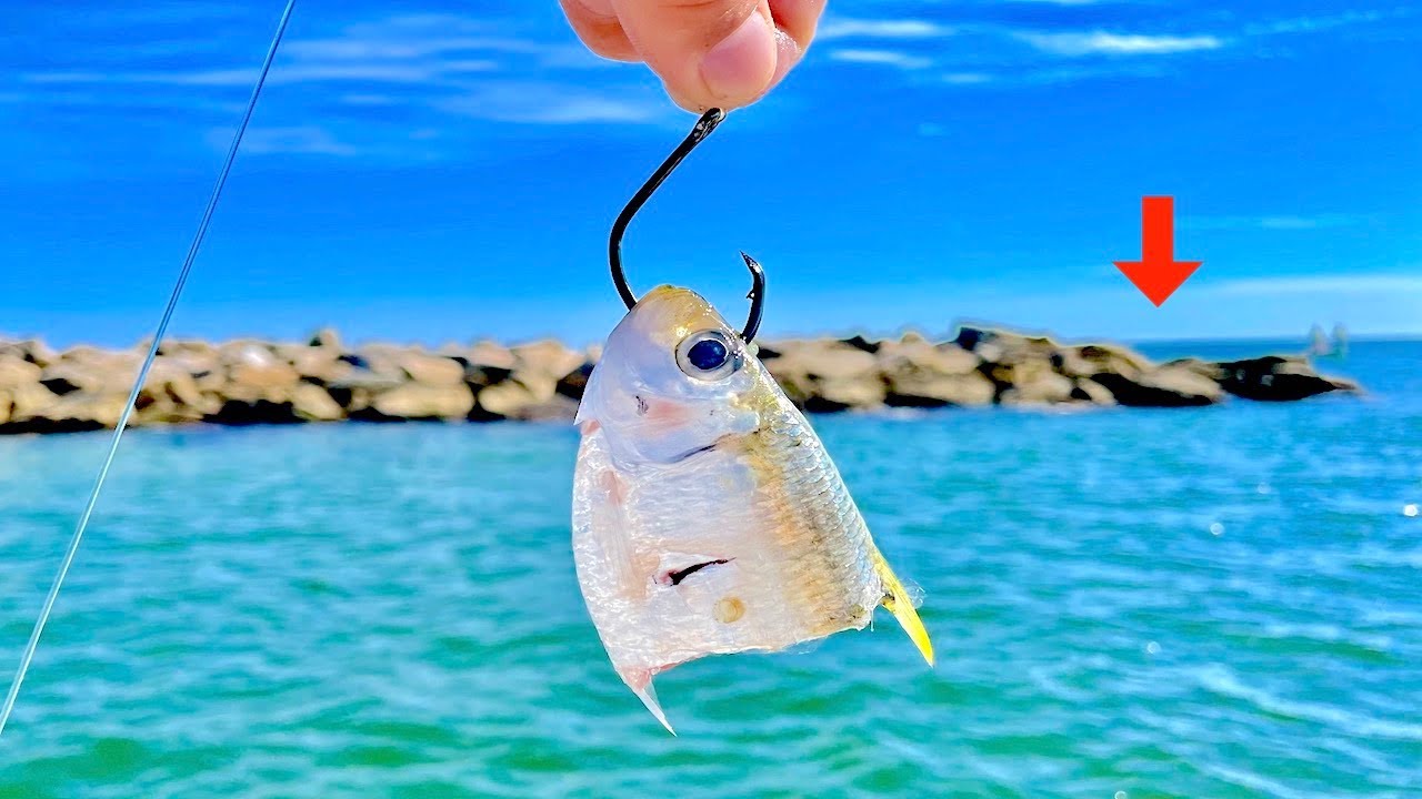 Fishing CUT BAIT! along these JETTY ROCKS with EPIC RESULTS! 