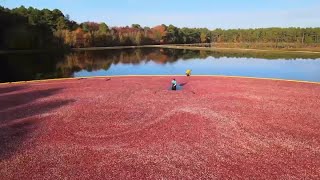 Owner of NJ cranberry farm continues a nearly 200-year-old tradition ahead of Thanksgiving