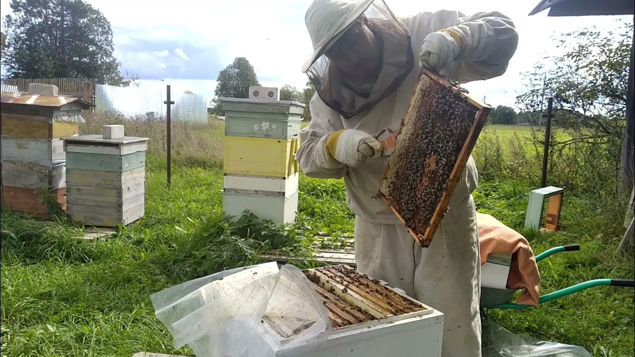 Пасека эллерт. Пасечник на пасеке. Пасека с бородой последнее. Пасека ульи пчеловода лужкова. Пасека с бородой.