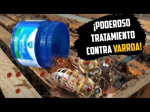 Video: Control de bálsamo de abeja: aprenda a administrar las plantas de bálsamo de abeja