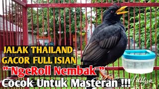 JALAK THAILAND GACOR FULL ISIAN NGEROLL NEMBAK || Jalak Kebo || Jalak Jambul || The Great Myna