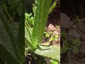 Aloe Vera Growing in My Garden | Simple Garden Vlog 🪴|@Sundarikichen  #digitalgardening #food #tvk