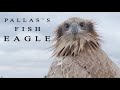Birds of prey. Pallas's fish eagle in Belarus