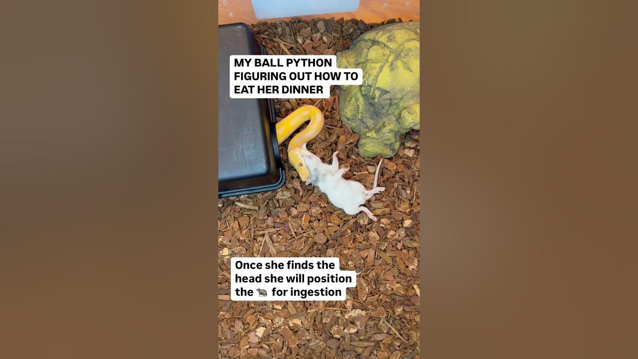 MY BALL PYTHON FIGURES OUT HOW TO EAT HER DINNER - YouTube