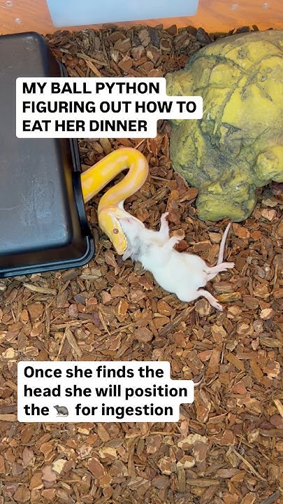 MY BALL PYTHON FIGURES OUT HOW TO EAT HER DINNER - YouTube