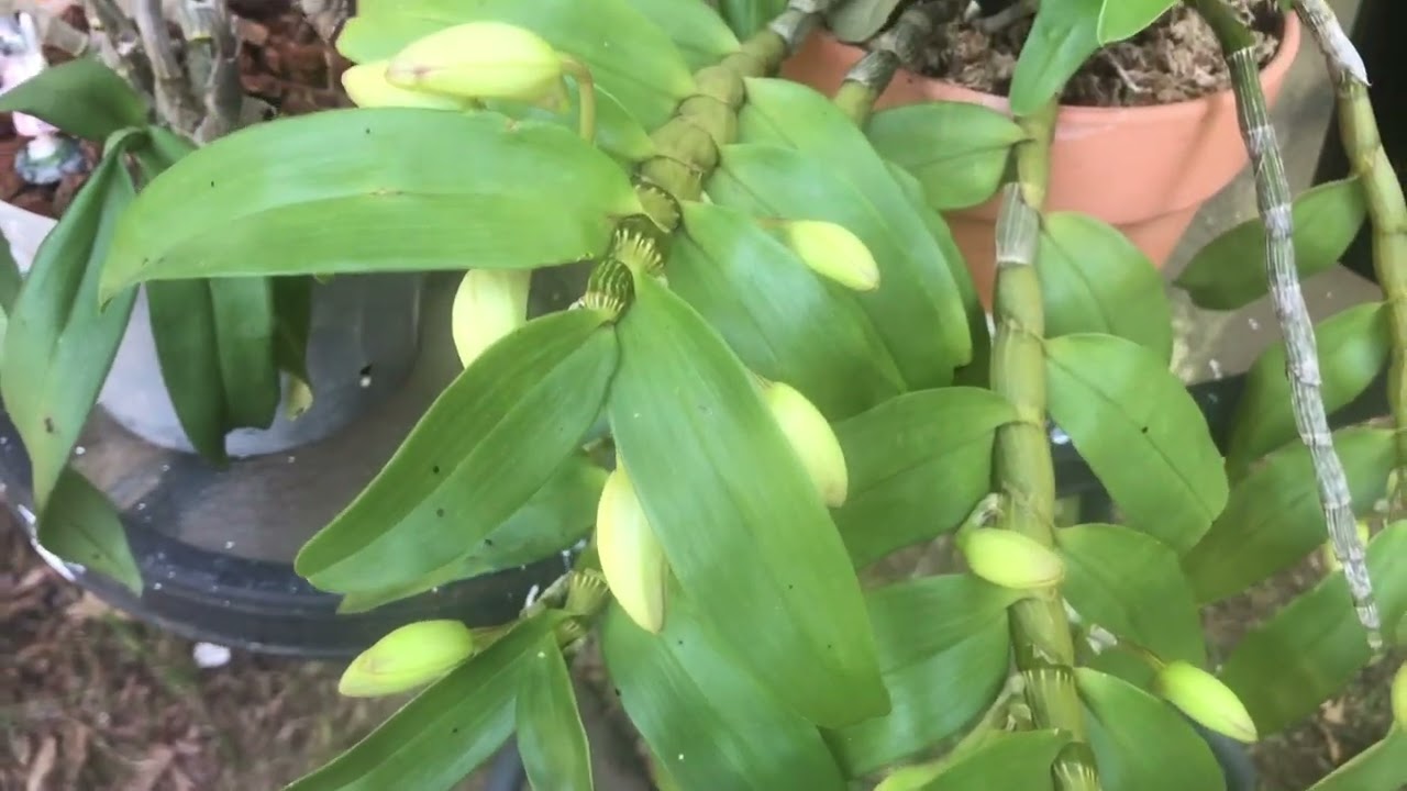 Orquideas Dendrobium Nobile en floración