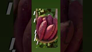 Best fibre and Protein Food  Weight loss recipes  Sweet potato benefits Hair  Skin