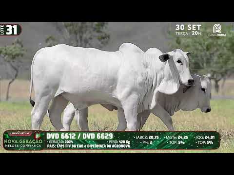 LOTE 31   DVD 6629,6612