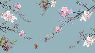 Background Animasi Bergerak||Bunga Sakura