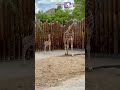 Giraffe calf born at Utah's Hogle Zoo, and you can see baby and mom this summer