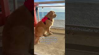 Golden is mesmerized by the ocean 🥺 #lovegoldens