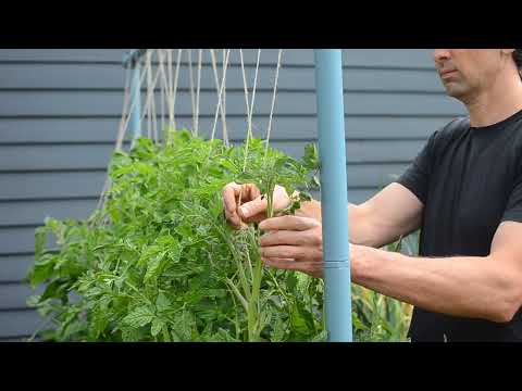 String Trellising Video