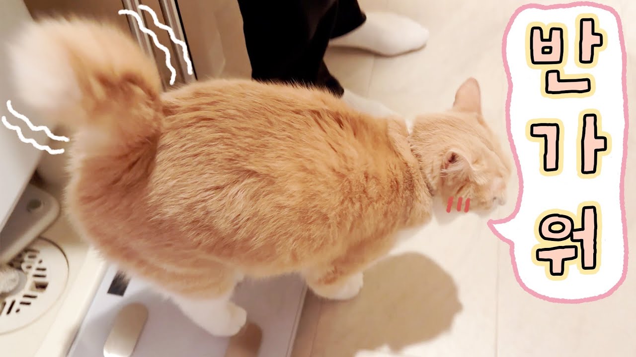 만나면 반갑다고 폭풍뒷발꾹꾹이🐾 | 말랑엉덩이고양이의 마중