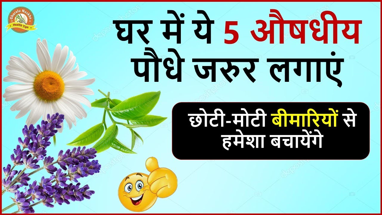 Top 5 Health Benefits Medicinal Plants In Hindi घर में