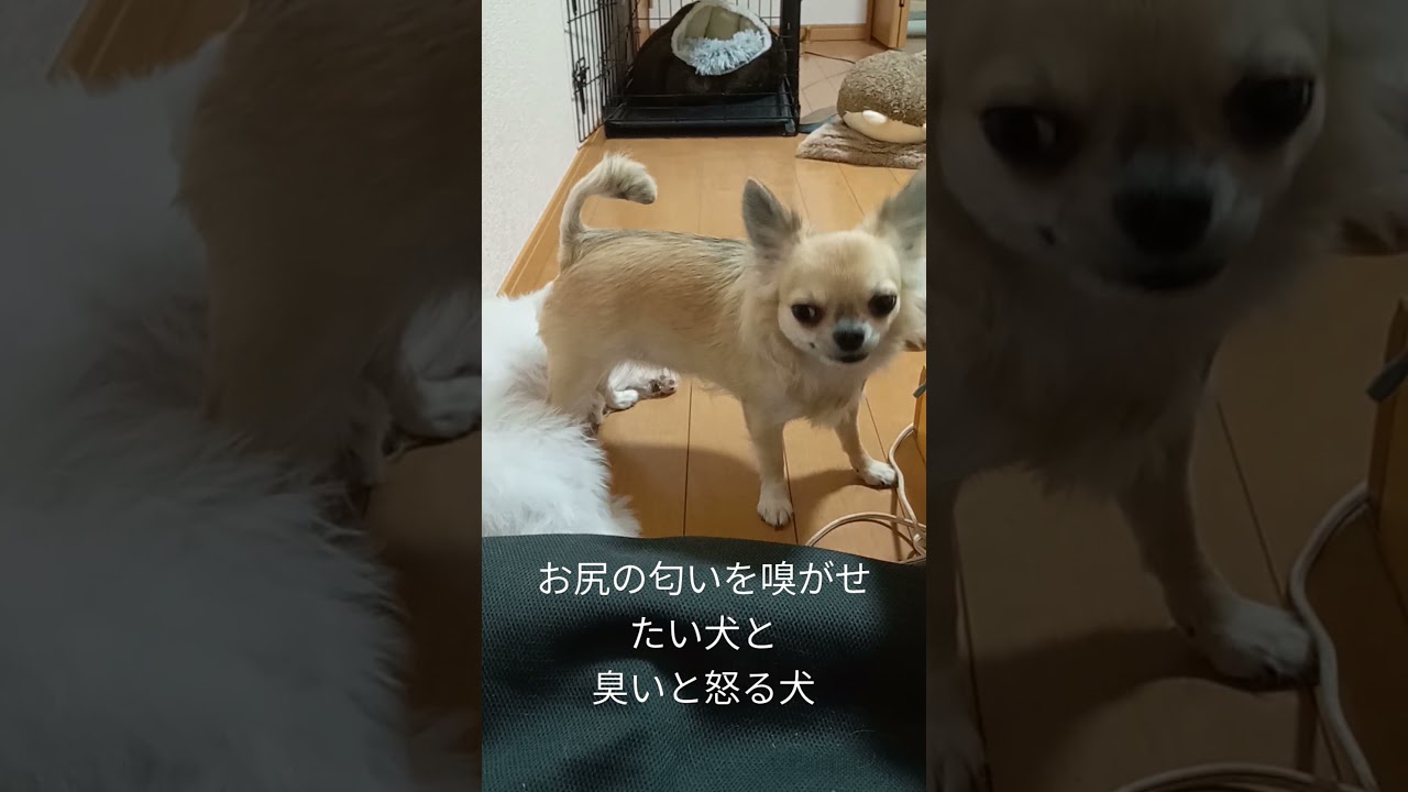 お尻臭い とmix犬にお尻をかがせるチワワと迷惑そうなmix犬 Her Ass Is Stinky Youtube