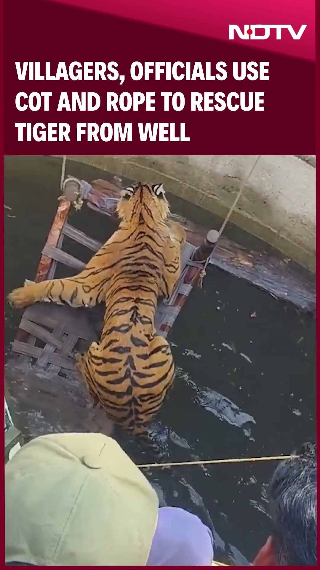 Tiger Rescue | Villagers, Officials Use Cot And Rope To Rescue Tiger From Well