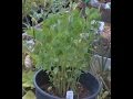 Growing PAPALO - Yerba Porosa herb Taste almost like Cilantro Arugula Rue